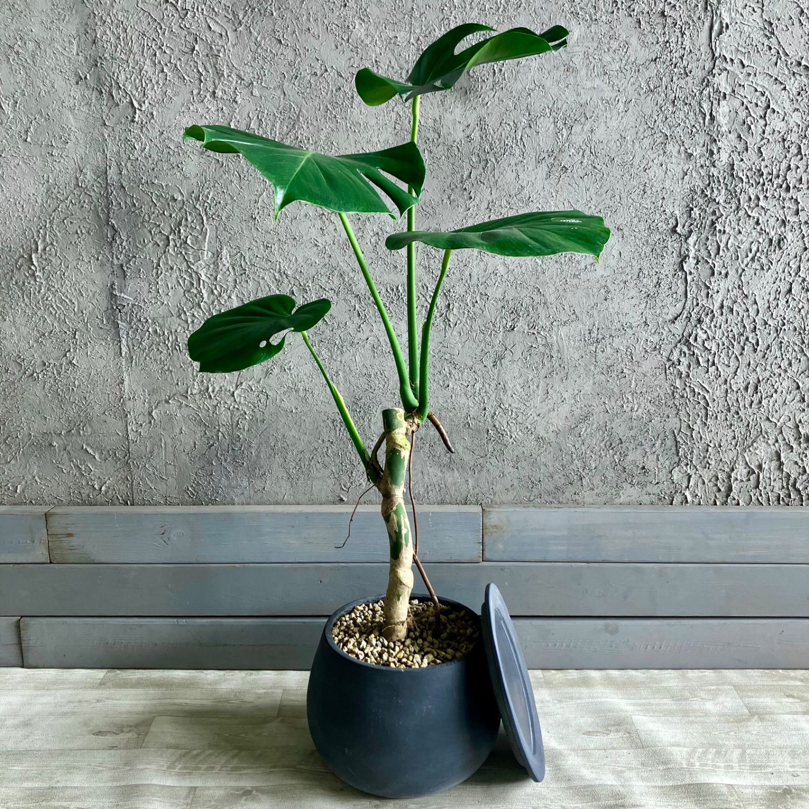 厳選された植物と鉢 美形 根上がり モンステラ デリシオーサ 8号 テラコッタ性鉢植え 受け皿付き