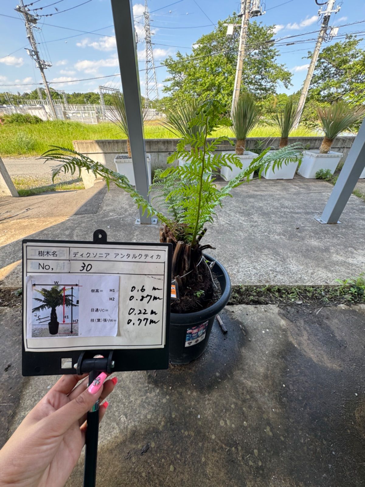 ハオルチア 氷鳳 実生苗