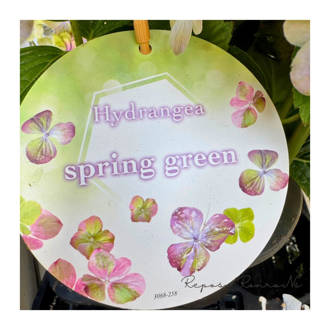 来年育成用アジサイ大栄花園4種➕レンブラント♡メルカリ便 来年育成用アジサイ大栄花園4種➕レンブラント♡メルカリ便