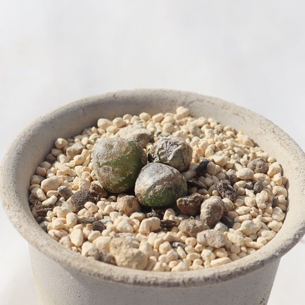 コノフィツム ブルゲリ10点 抜き苗発送