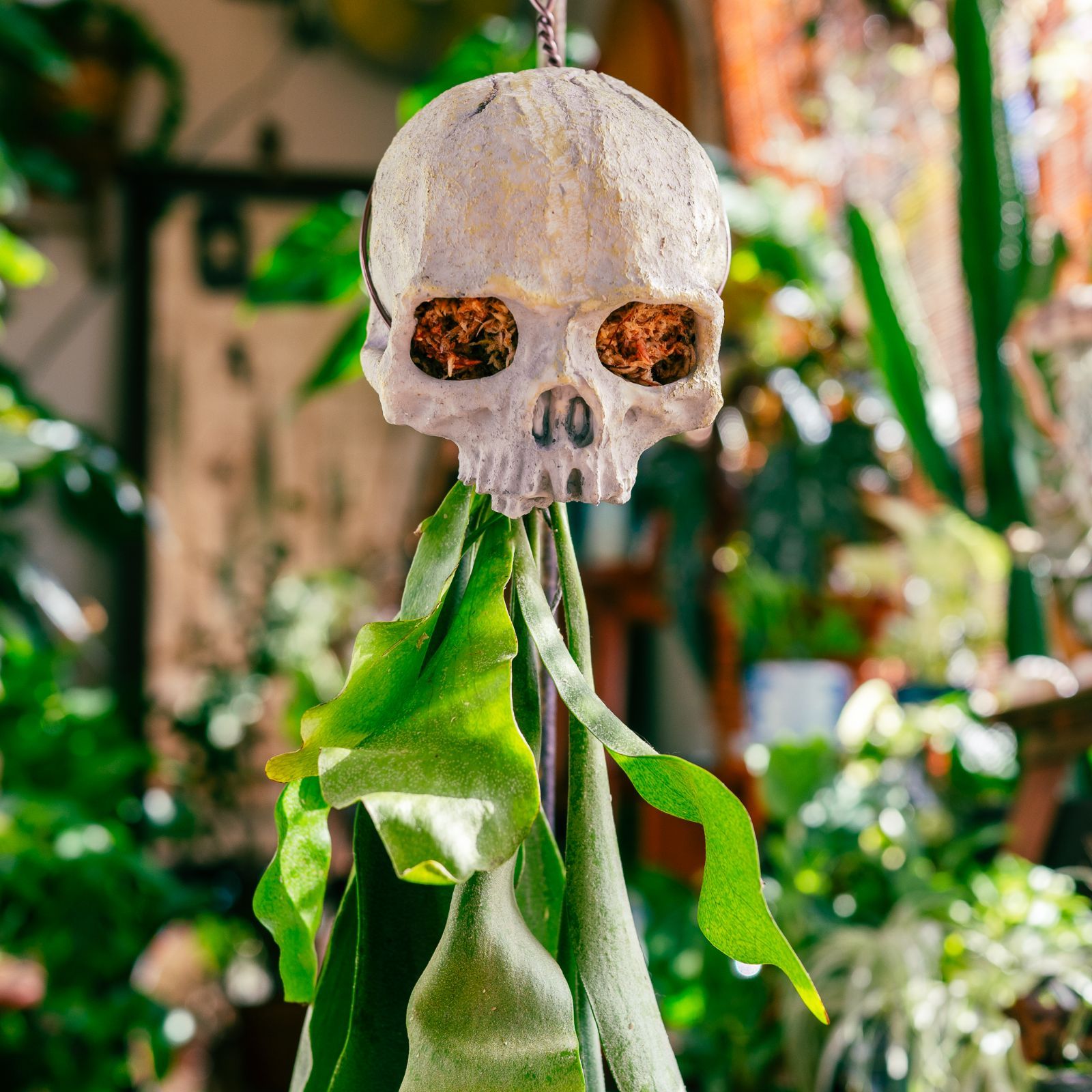 子株P. Elsa ビカクシダ p.elsa Queen F307 ビカクシダ 子株 OC