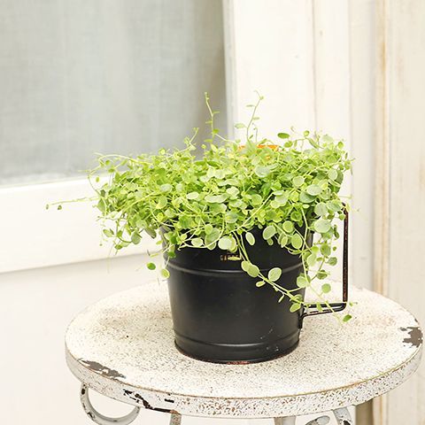 観葉植物 ペペロミア 美依子 真亜子 3号 多年草 半日陰 室内 観葉植物 ペペロミア 美依子 真亜子 3号 多年草 半日陰 室内