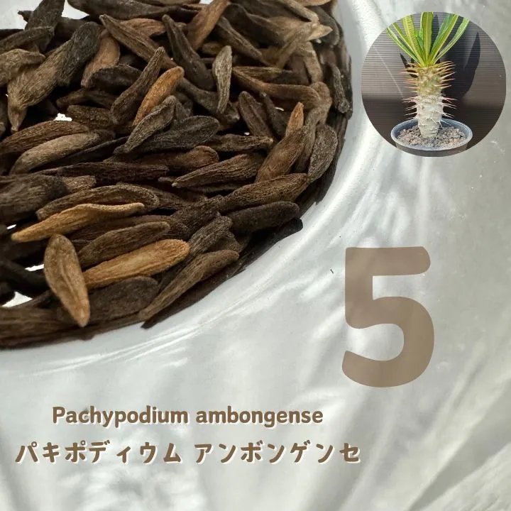 2026年最新】アンボンゲンセ 種の人気アイテム - メルカリ