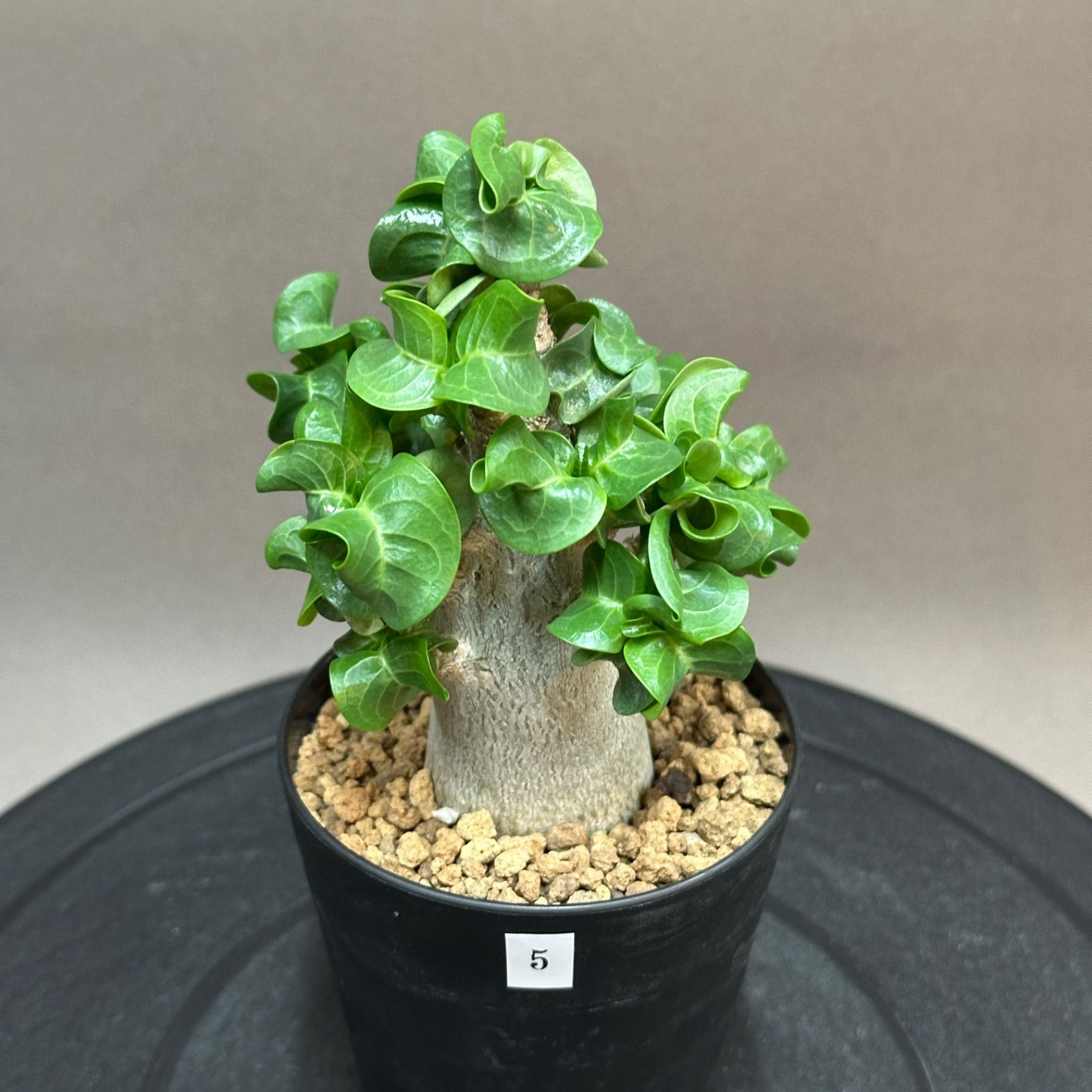 【形美品】ドーセットホーン 獅子葉 巻葉 塊根植物 ドーセットホーン アデニウム 獅子葉 葉巻 塊根植物 コーデックス