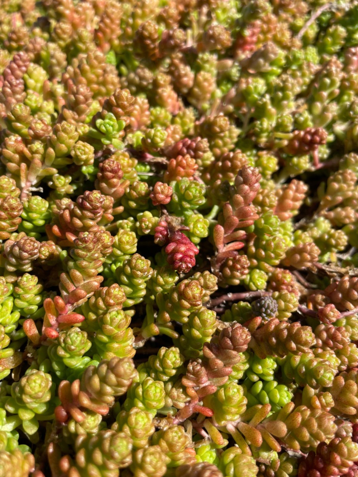 クレア ① 抜き苗 多肉植物 - その他多肉植物