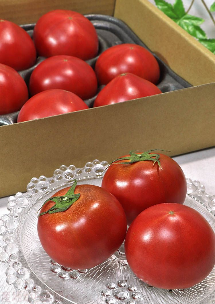 100％本物 はるかエイト フルーツトマト 約1kg 8〜15玉 北海道産 贈答規格 JA北はるか 糖度8度保証の贈答トマト ギフト最適な特産品 