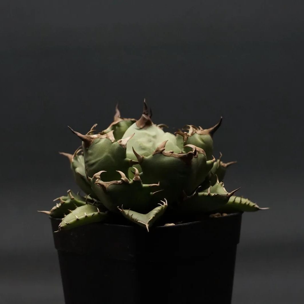 極美品 希少種アグラオネマ アンダマン産 ピクタムトリカラー 発根済み