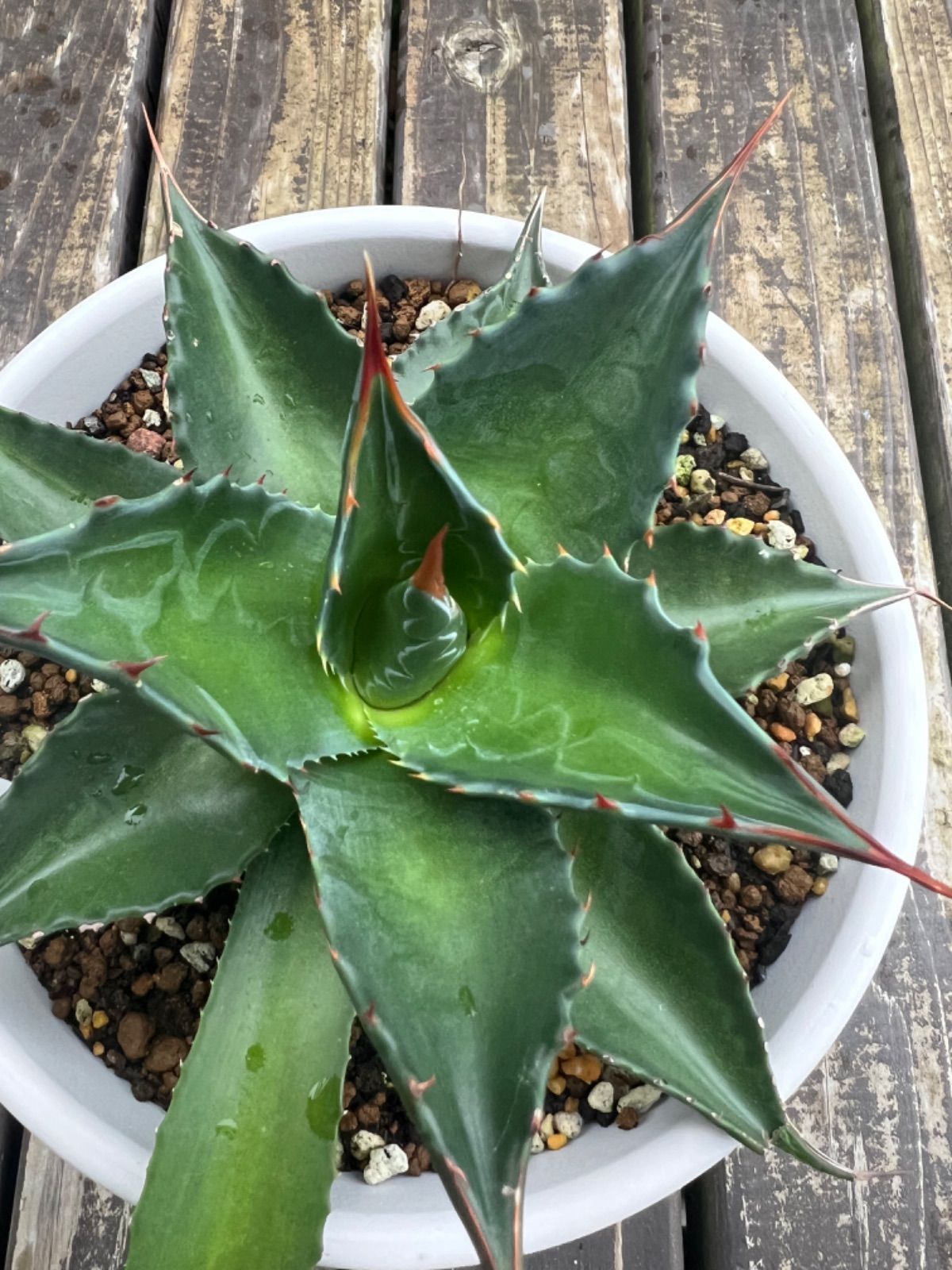 ♦︎アガベ・モンタナ／大きめ子株 鉢ごと♦︎ - メルカリ