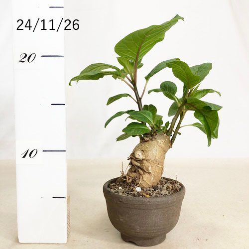 塊茎植物 オンブー(フィトラッカ・ディオイカ) 3号陶器鉢(現品 一点