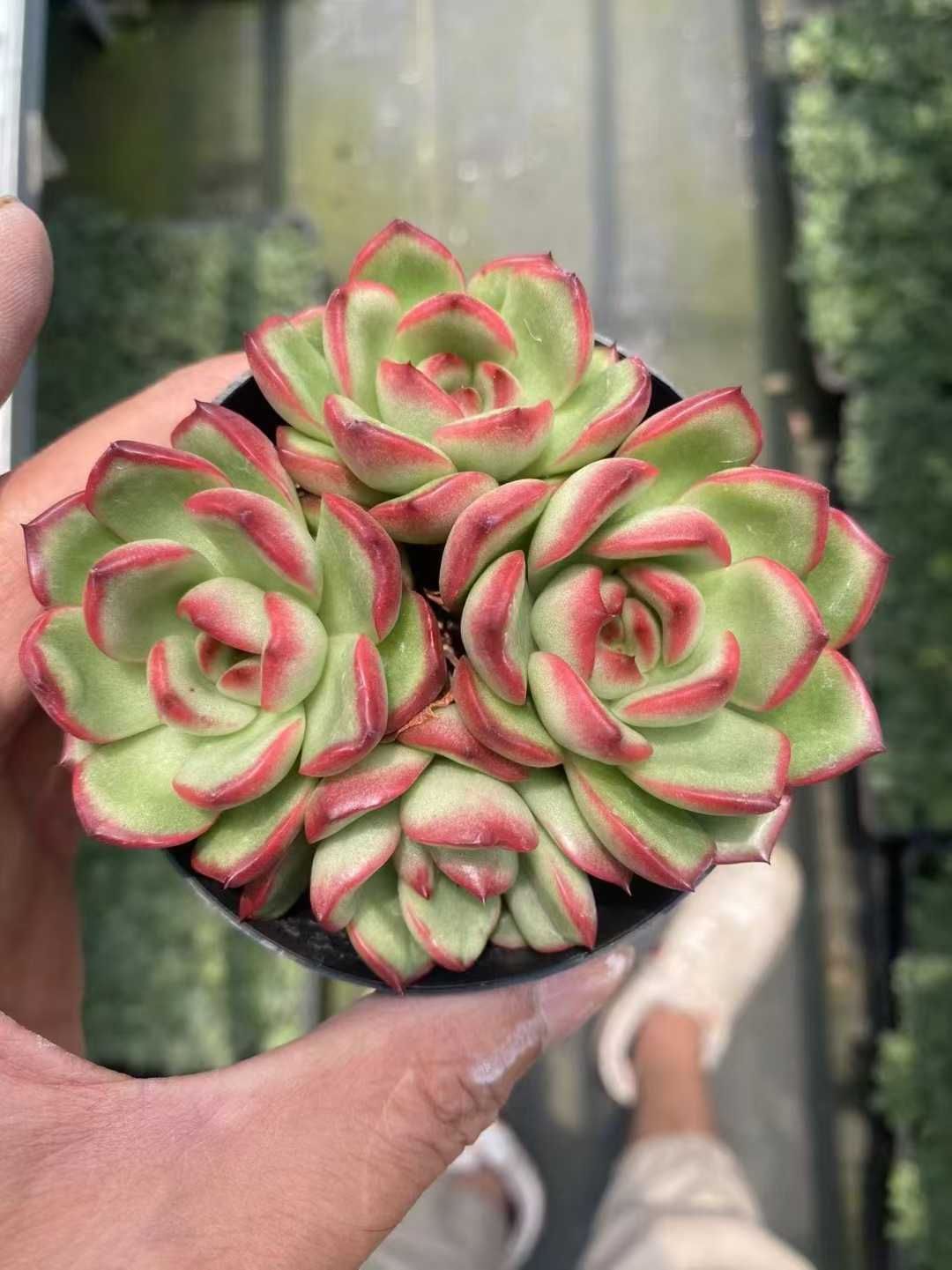 Y*o様 U596　レッドモラン　抜き苗　30株　多肉植物 エケベリア 韓国苗 5909_1.jpg