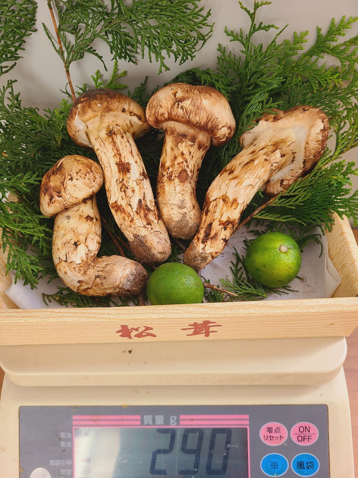 No.4長野県産松茸 特大つぼみ～大つぼみ 100㌘