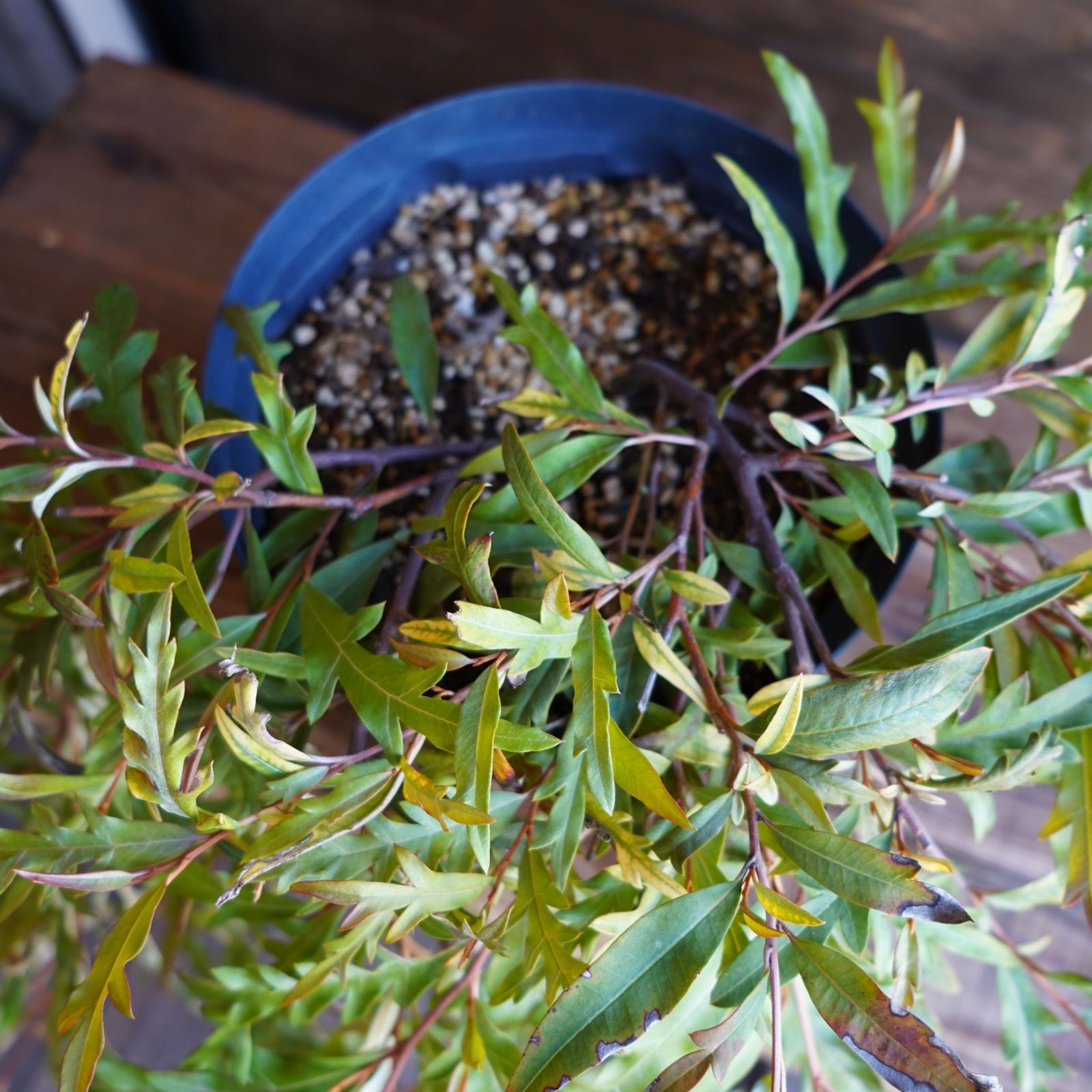 グレビレア ”プーリンダロイヤルマントル” オージープランツ 現物発送