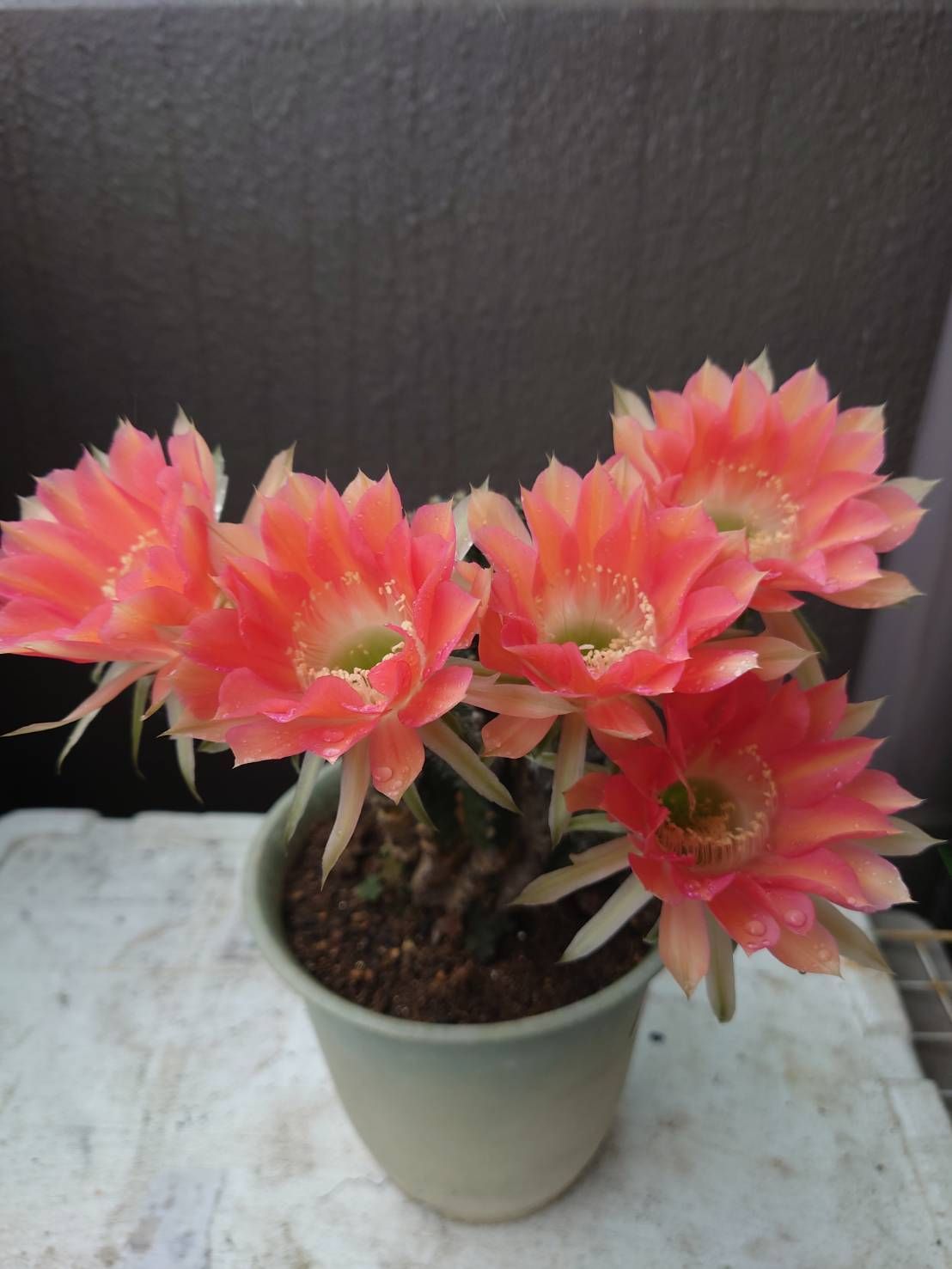 メルカリshops オレンジ花 短毛丸 10x8 エキノプシス属