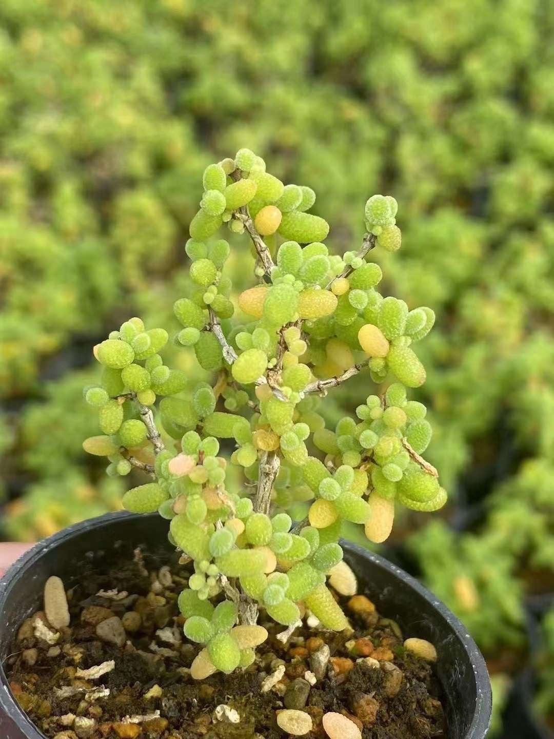多肉植物 ドロサンテマム キラキラ 金橘 抜き苗 1株 - メルカリ