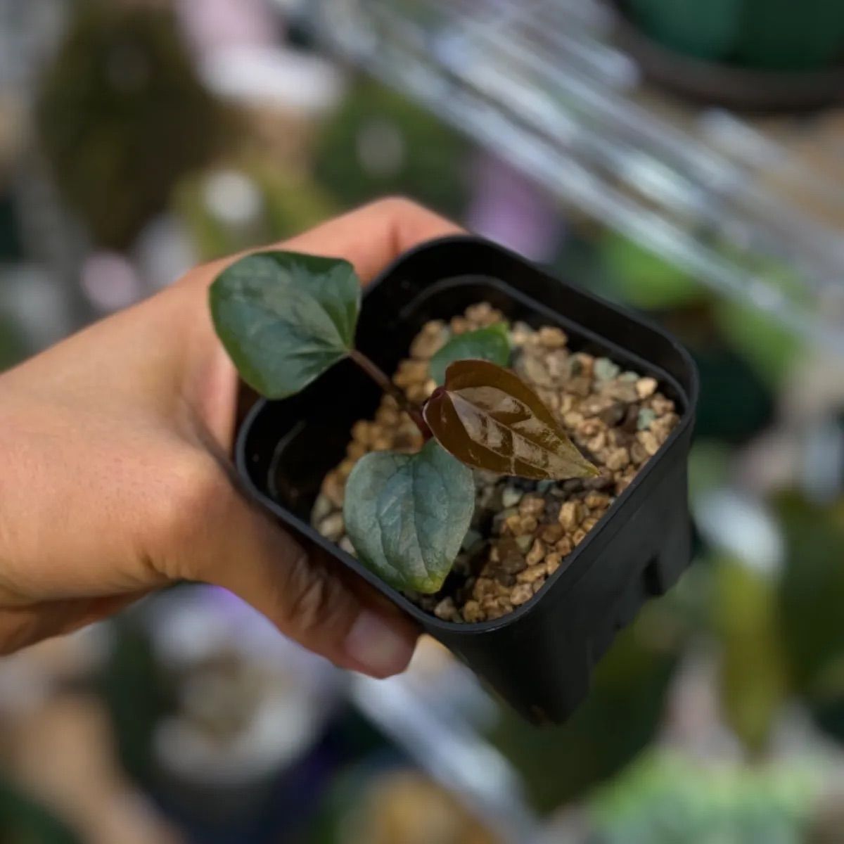 Anthuroom】(select) Anthurium 