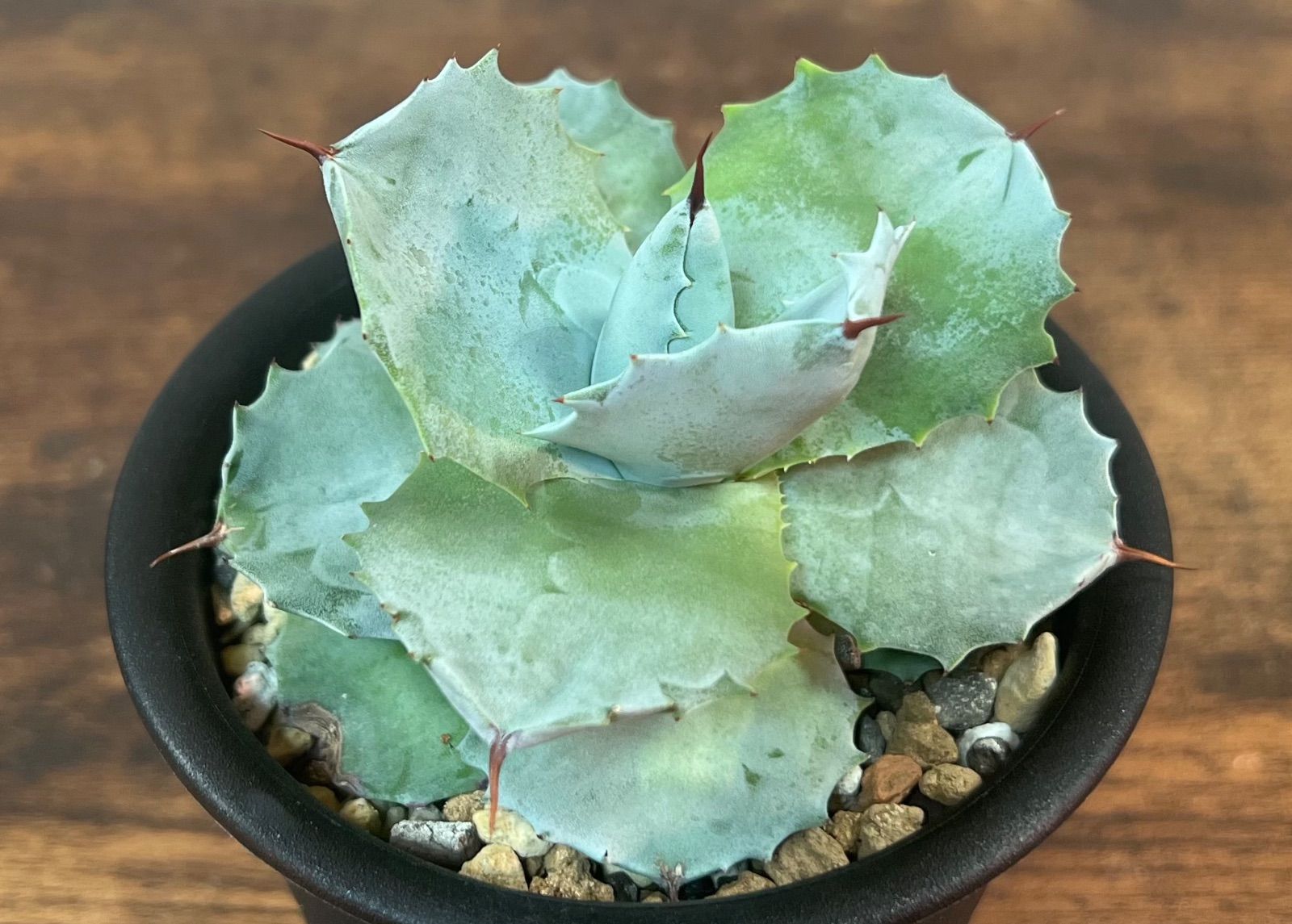 Agave isthmensis アガベ イシスメンシス 白銀兜蟹 美株！ 発根済み