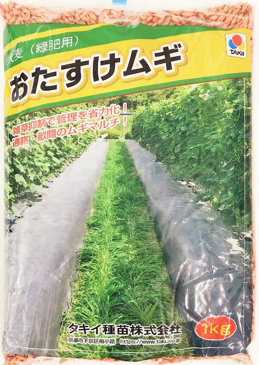 おたすけムギ 大麦 緑肥用 20kg 種 タキイ種苗 緑肥の種