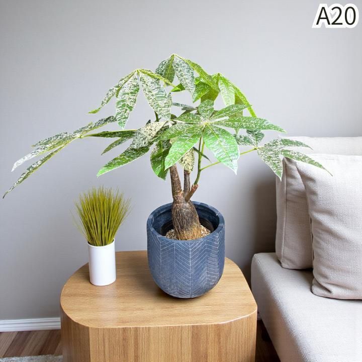 複数接木A２０｜無機質用土