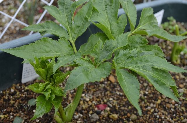 メルカリshops アシタバ 明日葉 種 手選別 100粒 野菜 健康 無農薬