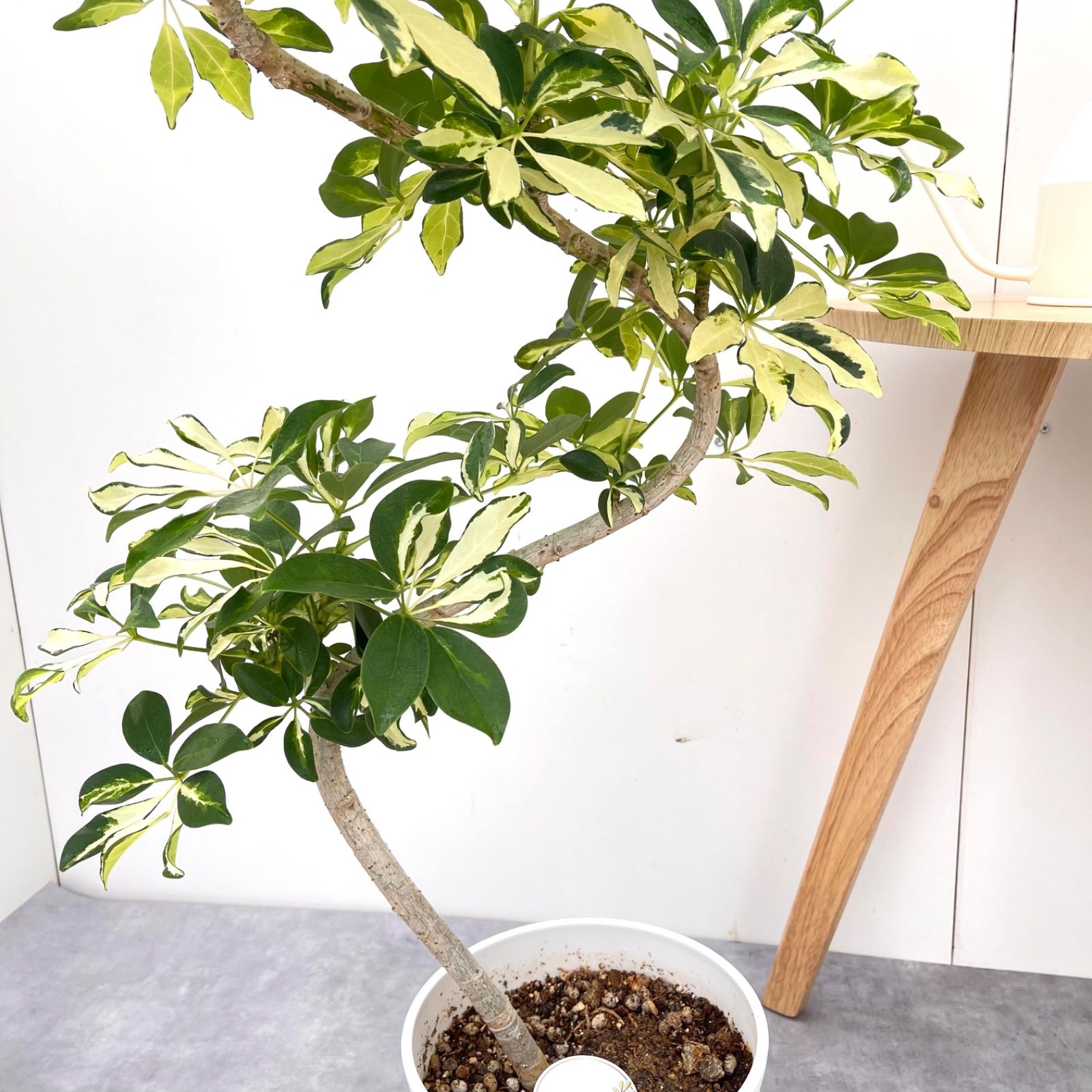 現品　シェフレラ　グランディー　3　曲がり　観葉植物　インテリアグリーン　斑入り シェフレラ グランディー シェフレラ グランディ斑入り - TRANSHIP