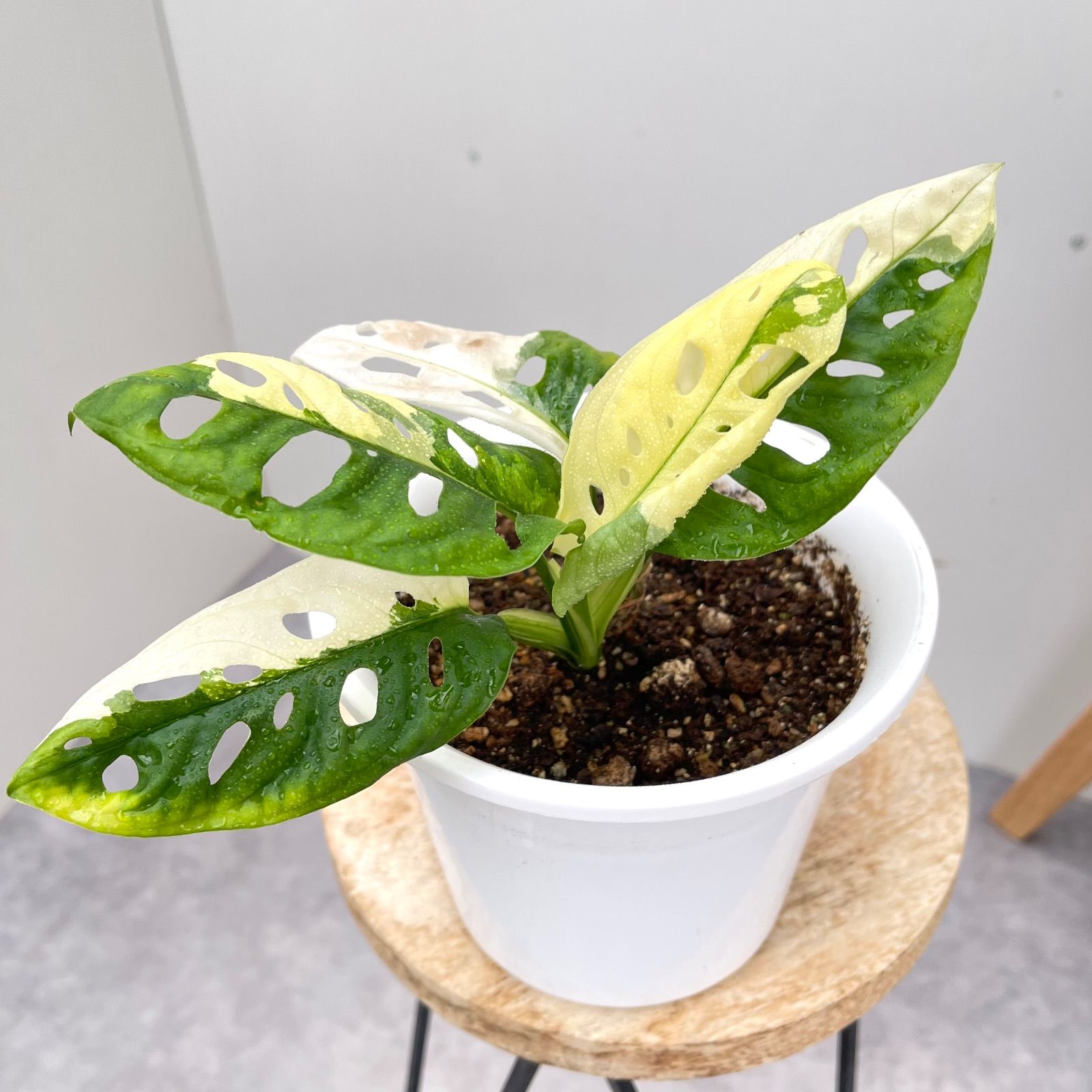 ポトス ステータス 1【現品】☆希少☆ 観葉植物 室内 7号 現品］【希少