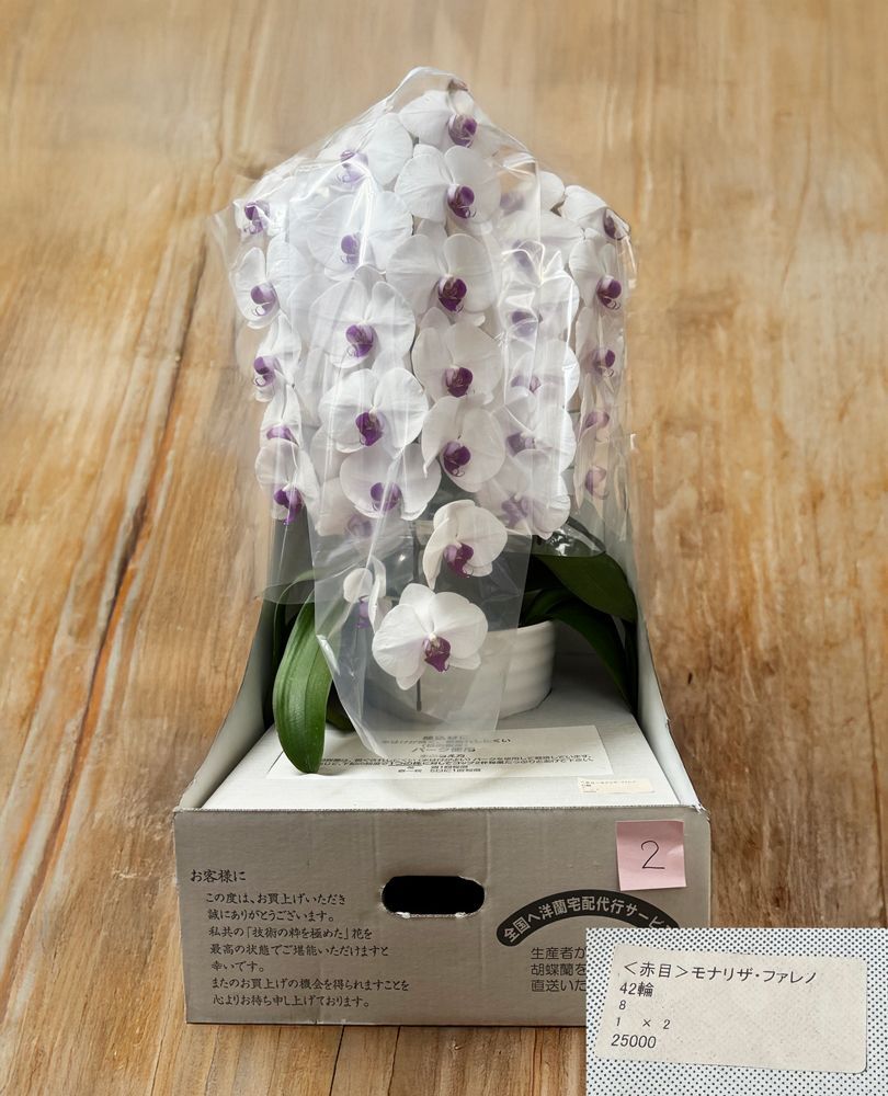 B品 胡蝶蘭 赤目 モナリザ ファレノ 42輪 定価25 000