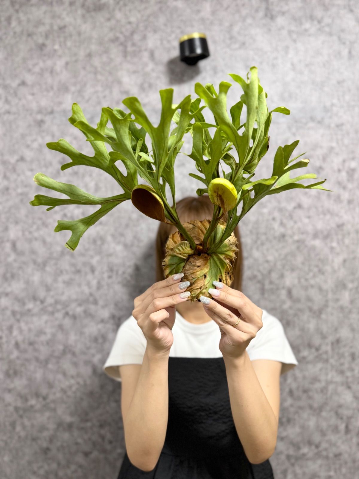 hillii dwarf (oc) 株分 ビカクシダ ビカクシダ 板付 コウモリ ラン