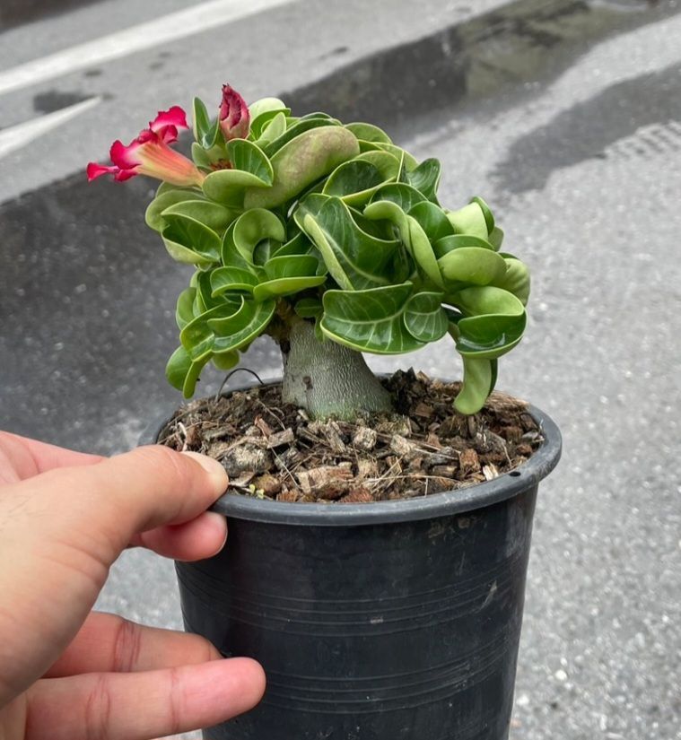 T105【自社養生株】ディオスコレア アフリカ亀甲竜（発根未確認株