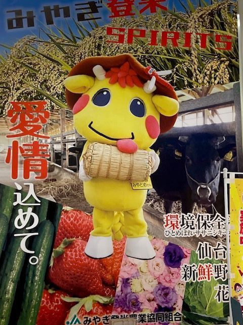 宮城登米産環境保全米ひとめぼれ 白米 ５㎏×２袋 令和７年産 USTAUSTRALIA_COM_AU