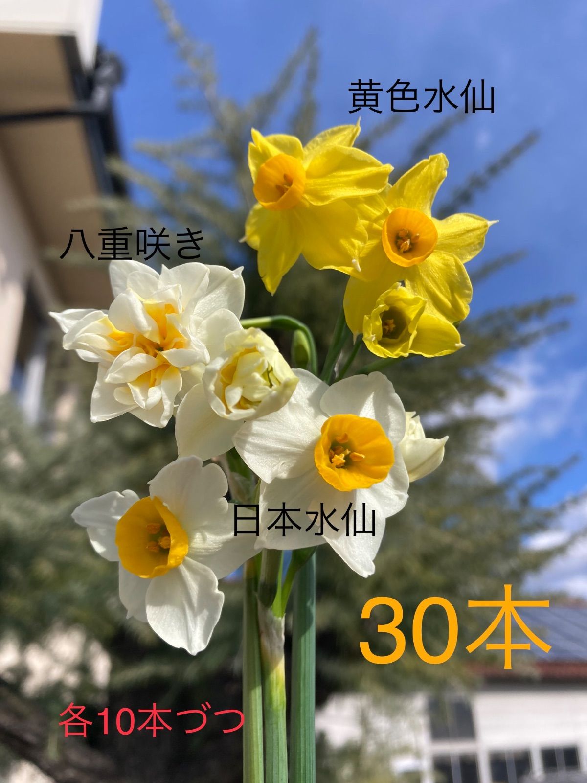 LAESSE3点おまとめ めづらい