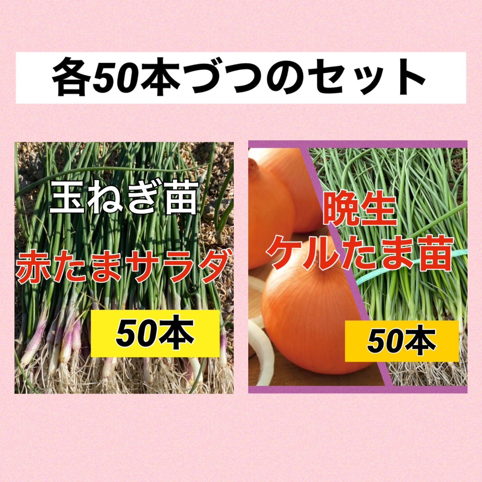 赤玉ねぎ50本と晩生種ケルタマ50本のセット‼️ - 丹波のトマト屋さん