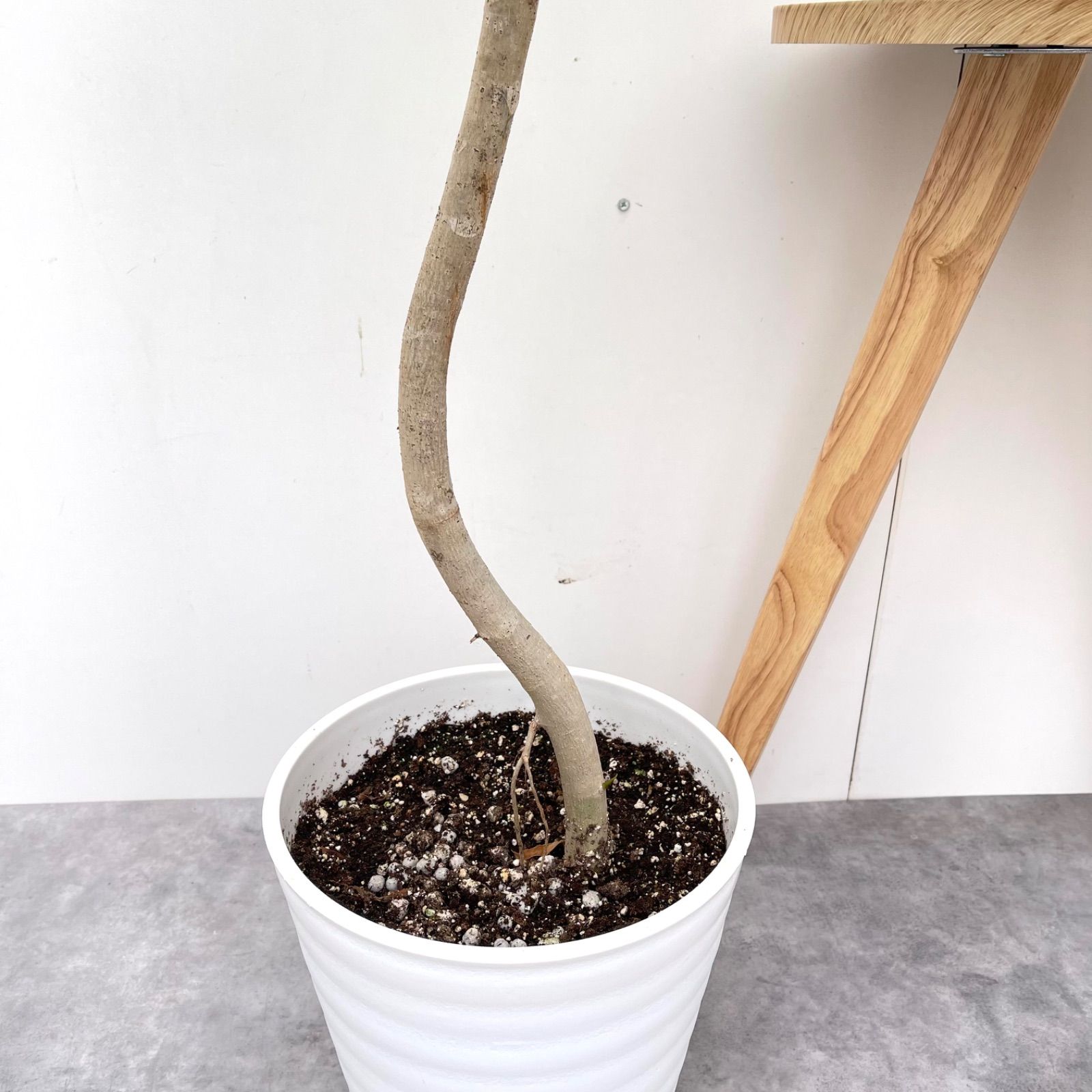 ［現品］F フィカスウンベラータ　曲がり　8号　観葉植物　室内　大型　ゴムの木 現品］フィカス ウンベラータ 8号 極太 観葉植物 室内 大型 ゴムの木