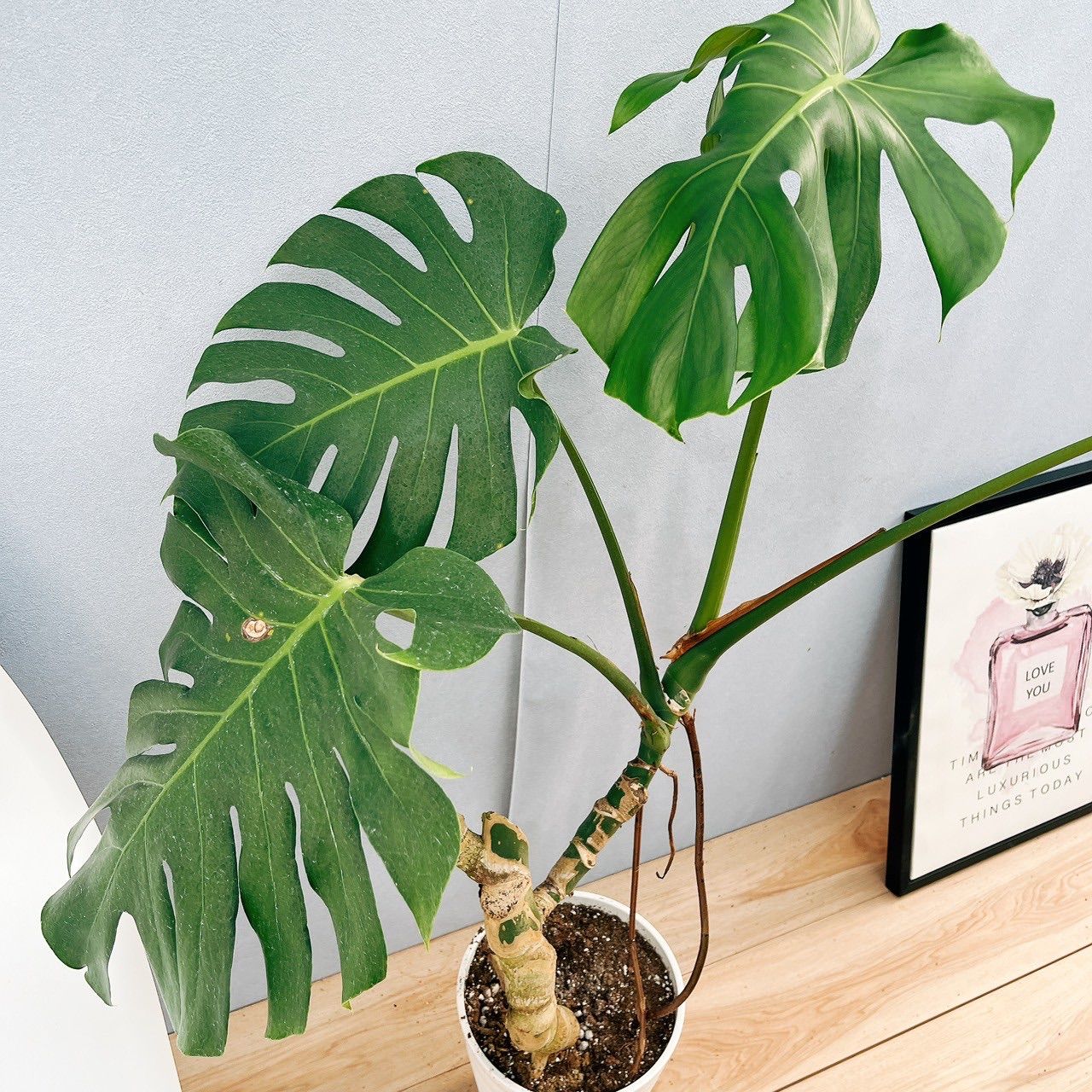 メルカリ便】観葉植物 モンステラ デリシオサ 鉢ごと - メルカリ