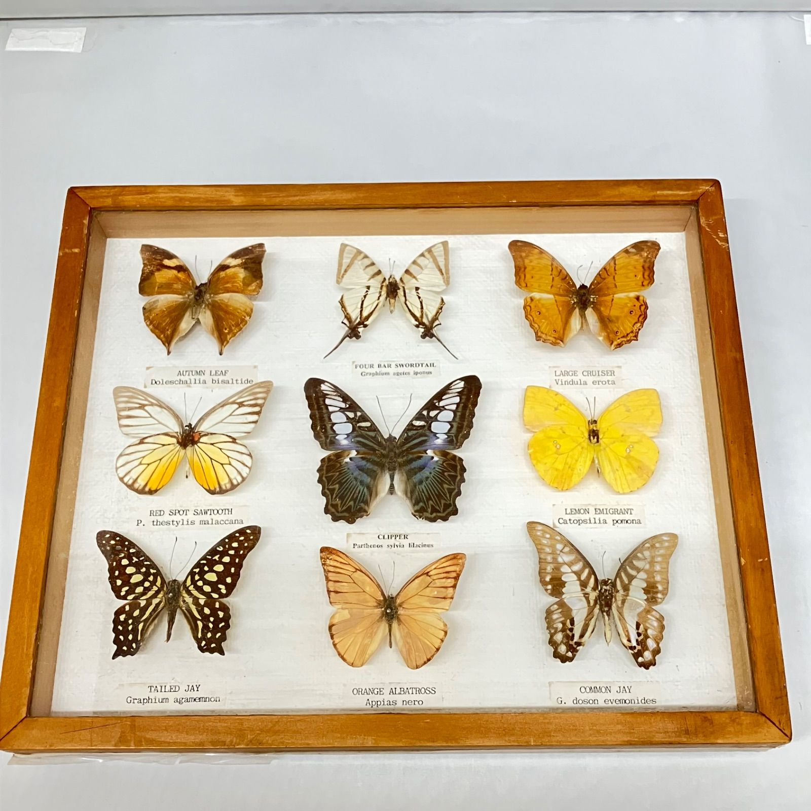 蝶 標本 9種類 クリッパー・オータムリーフ・ヒメシロオナガタイマイ