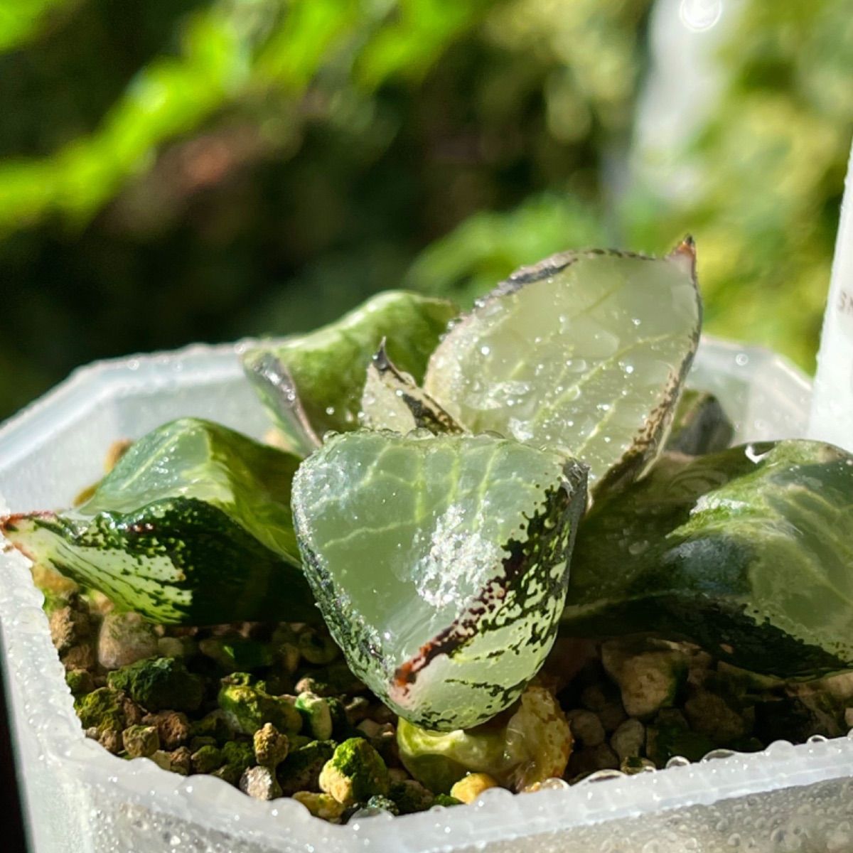 多肉植物 ハオルチア 氷皇 - 植物/観葉植物