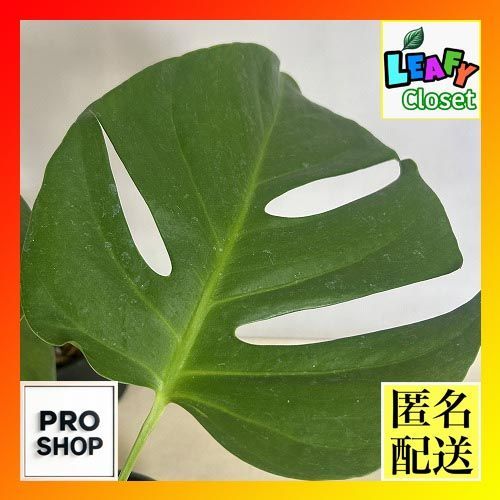 幻の初版】食べもの時鑑 最新 アルケッチヤーノ奥田政行