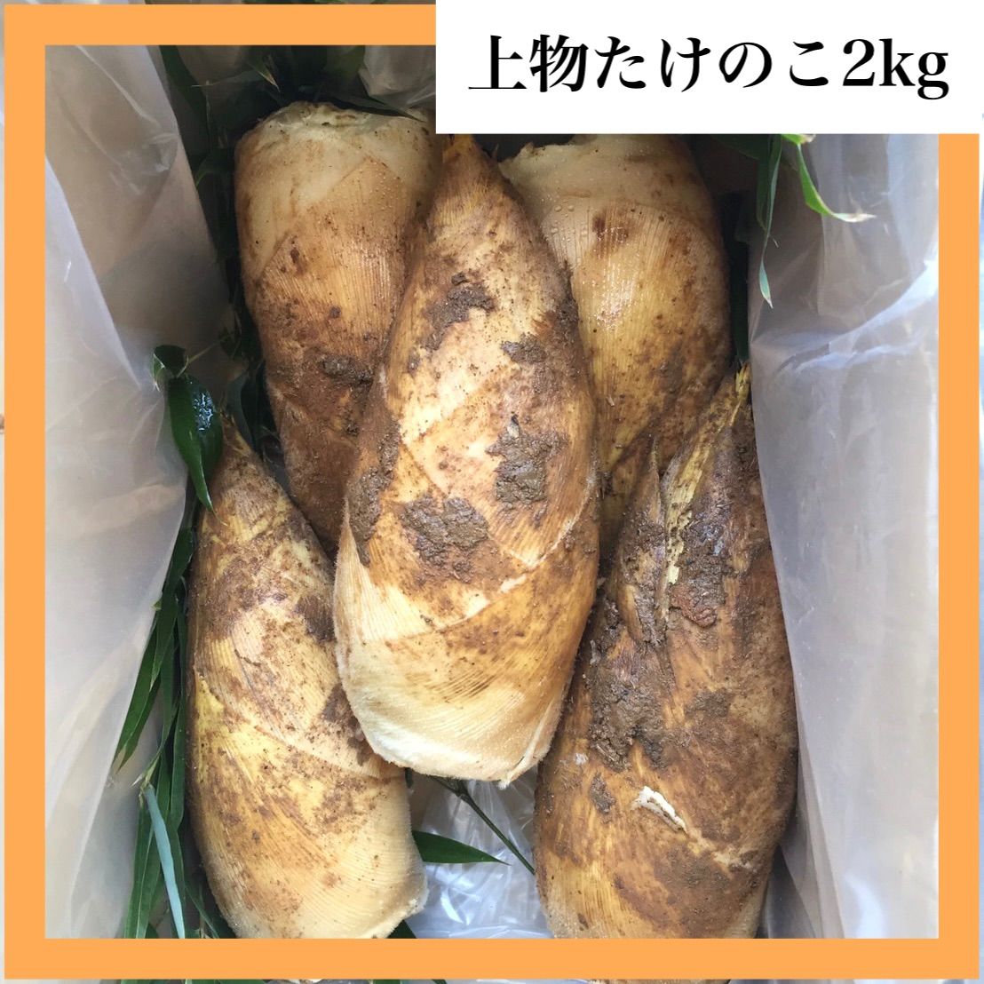 はる様 京都山城産 朝掘り白子筍2kg - 野菜