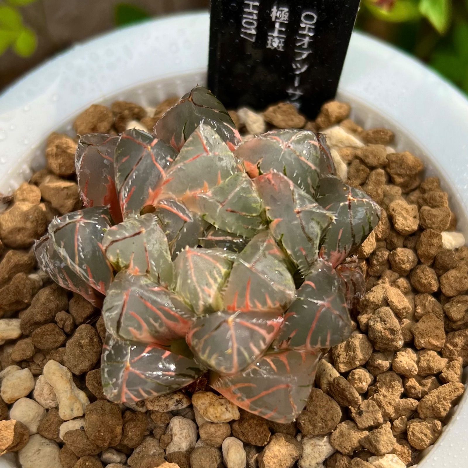 多肉植物 ハオルチア ブラック オブツーサ錦極上糊斑｜花、園芸