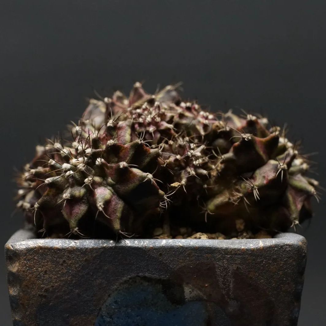 Gymnocalycium ギムノカリキウム