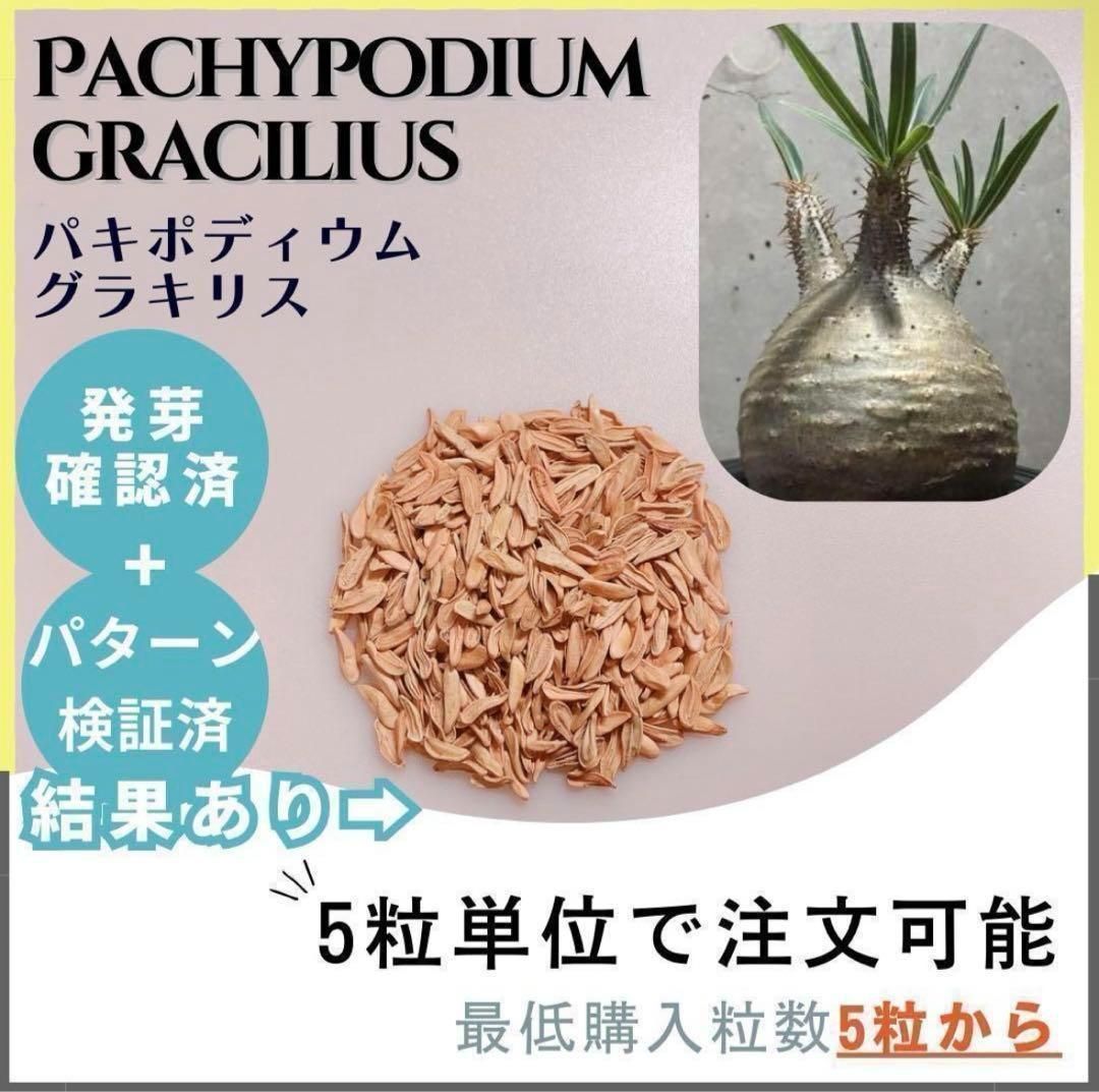 パキポディウム グラキリス 種子 100粒