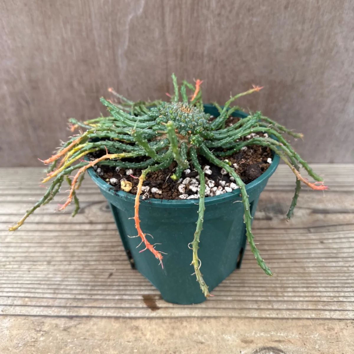 塊根植物 コーデックス タコモノ ユーフォルビア