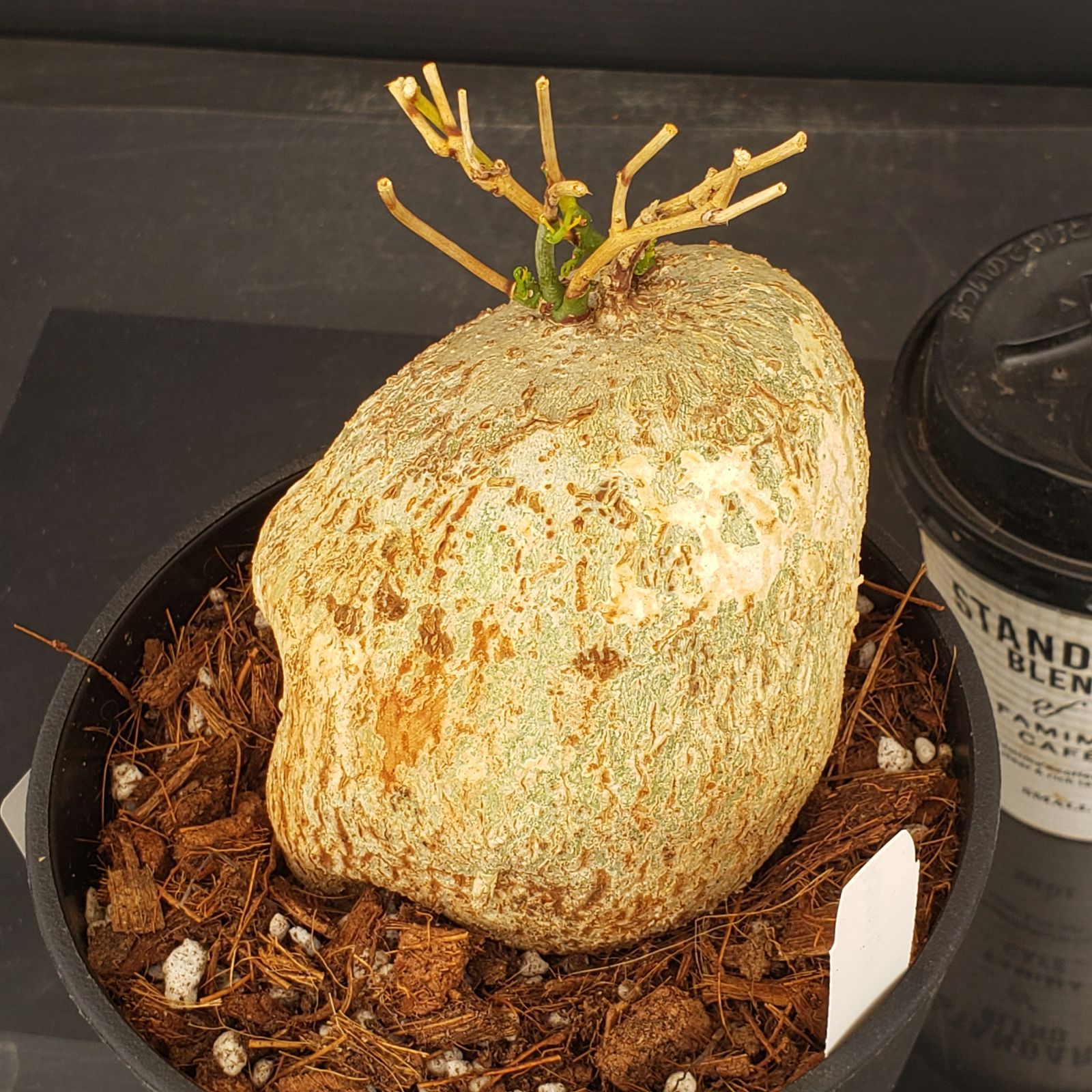 X417【新入荷！】アデニア キルキー（発根株・鉢植え）【塊根