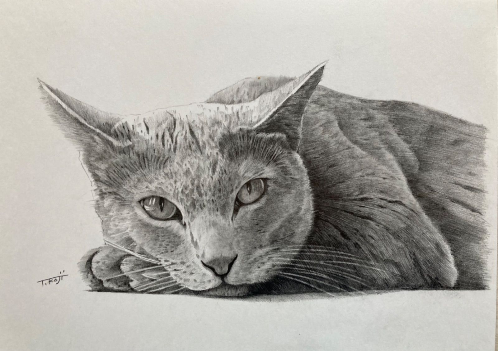 猫 ねこ 手描きイラスト 鉛筆画 A4 005 - メルカリ