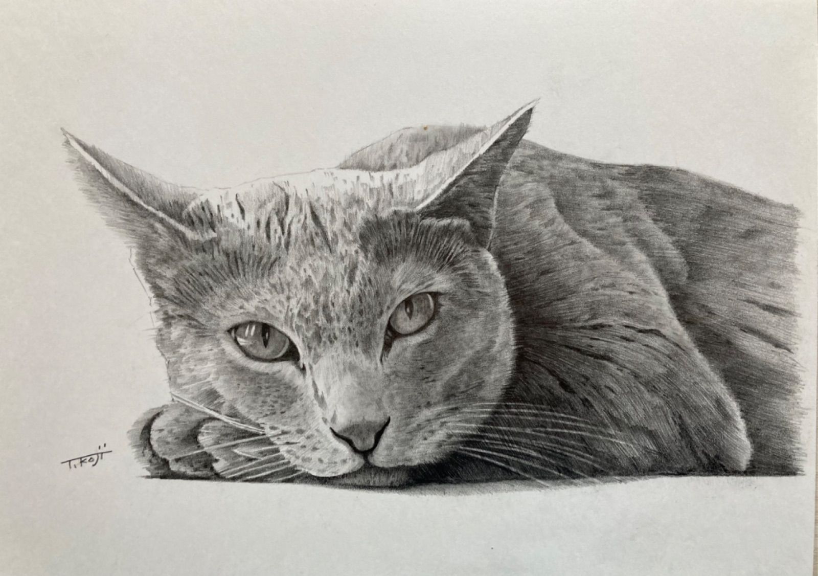 猫 ねこ 手描きイラスト 鉛筆画 A4 002