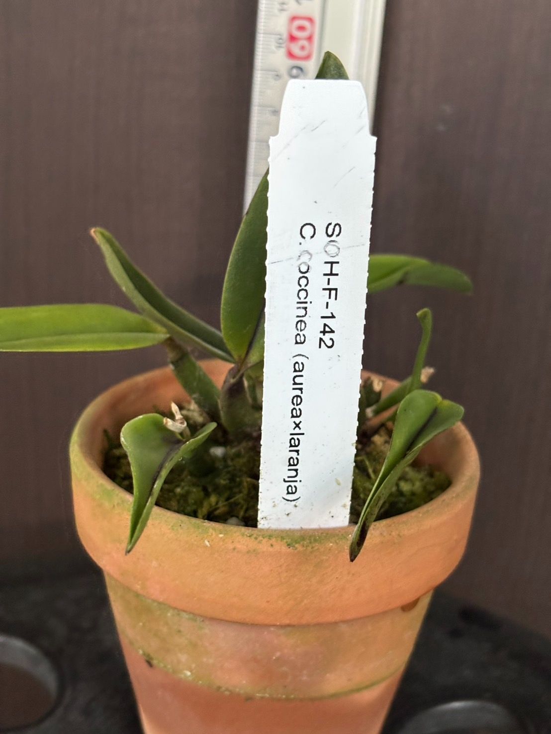 洋蘭 C. coccinea(aurea x laranja) SOH-F-142 カトレア