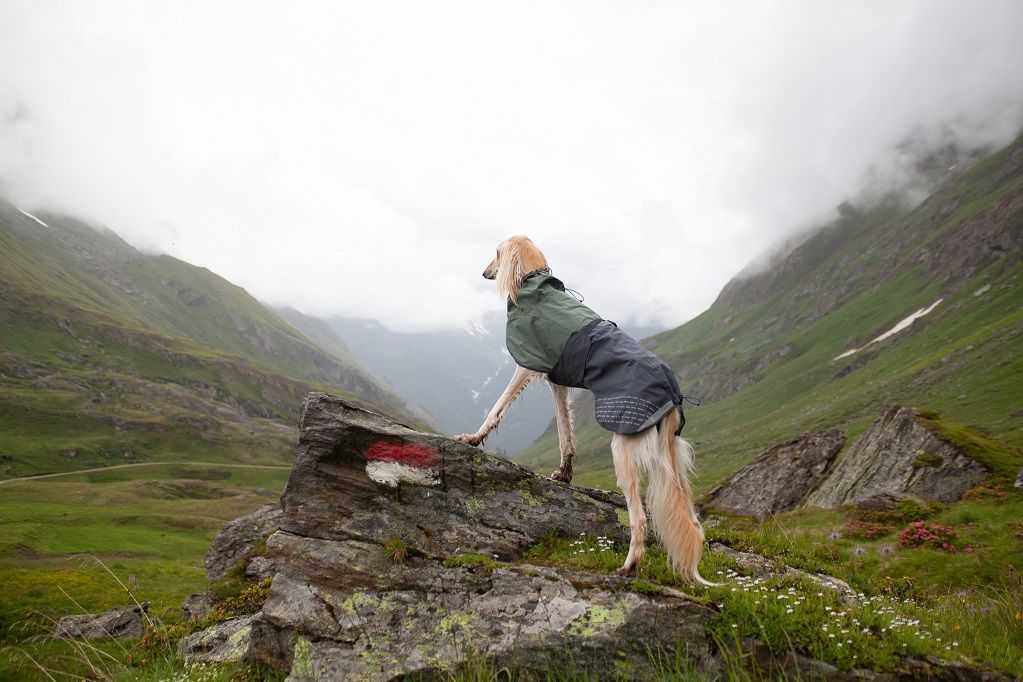 dogwear