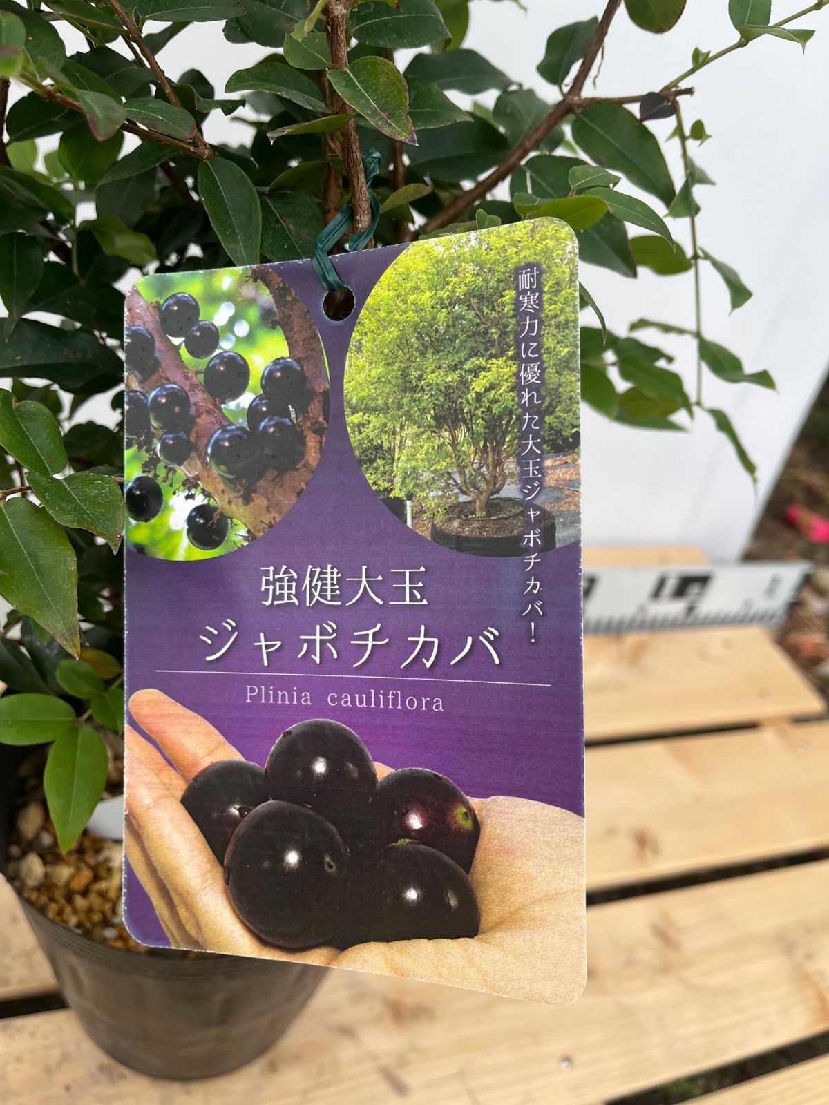 強健大玉ジャボチカバ苗