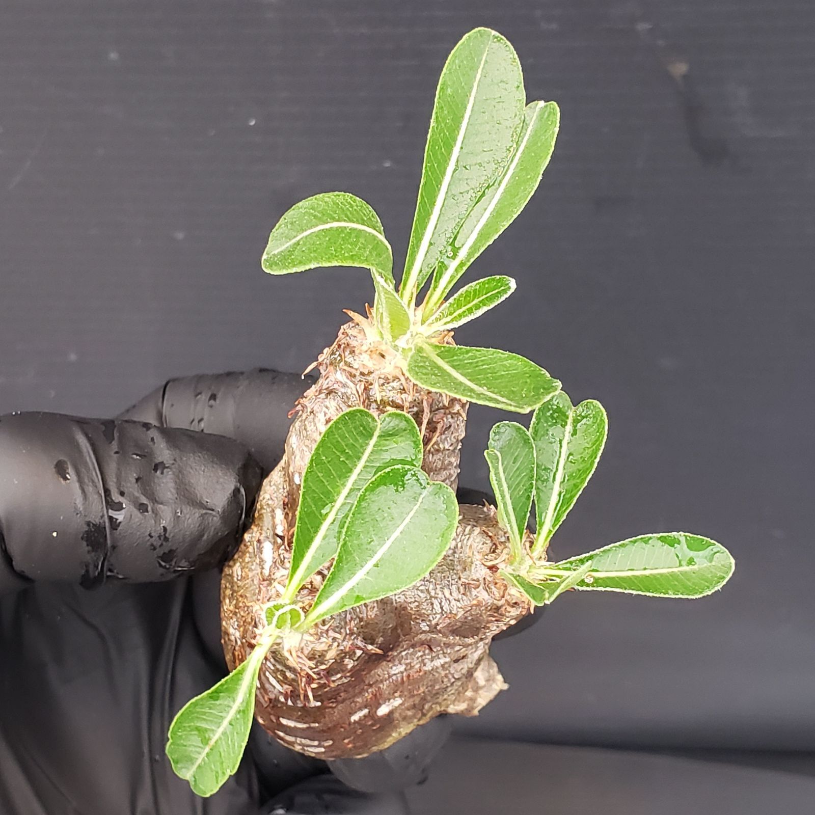 パキポディウム☆ビスピノーサム現地球・発根済 現品限り】パキポディウム・ビスピノーサム 現地株 発根済み 3年