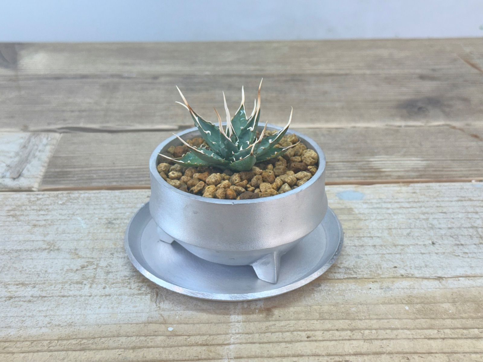 エボリスピナ 発根済み 陶器鉢付きユタエンシス アガベ コレクション株