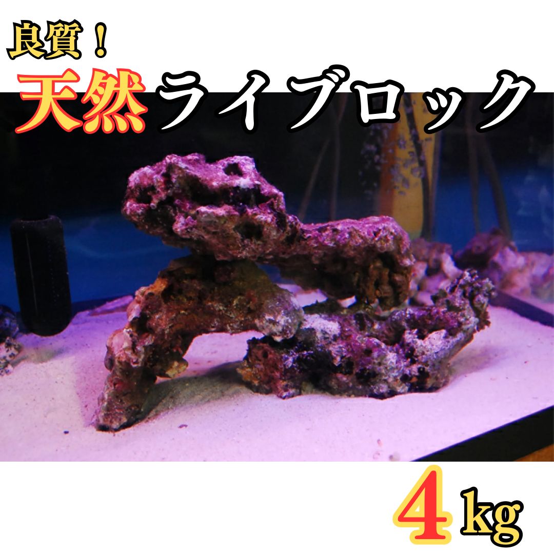 良質 天然 ライブロック 4kg (量り売り) サンゴ ※地域限定販売